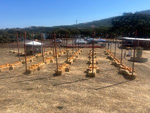 Pumpkingpatch2025_2bbfe435-dda4-4b9a-9986-72b6011193d7