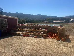 Pumpkingpatch2025_e5872eff-e88a-48e2-8a04-e8dd216dd33e