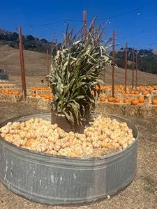 Pumpkingpatch2025_eac3f23a-8cbe-4a95-8f18-1901913512f1