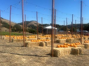 Pumpkingpatch2025_fca73fc1-9ac6-4316-86b5-45f9ead97855